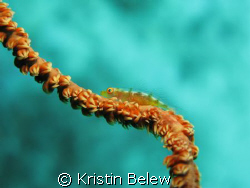 Wire coral goby near Pu'u Alai, Maui by Kristin Belew 